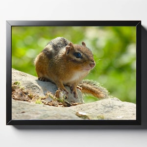 Chipmunk Print | Chipmunk Photo | Chipmunk Wall Decor | Chipmunk Wall Art | Chipmunk Macro | Animal Print | Nature Photo