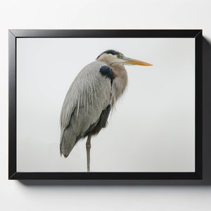 Great Blue Heron Standing Watch Print  | Great Blue Heron Photo | Great Blue Heron Wall Decor | Great Blue Heron Wall Art | Sea Bird Photo