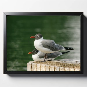 Black Headed Gulls Print | Black Headed Gulls Décor | Gull Photo | Bird Décor