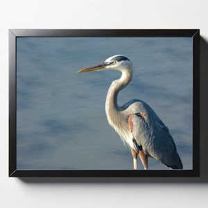 Great Blue Heron at Sea Print | Great Blue Heron at Sea Photo | Great Blue Heron Wall Decor | Great Blue Heron Wall Art | Sea Bird Photo