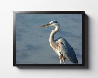 Great Blue Heron Coastal Photo Print | Bird Wall Art