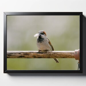 Sparrow Holding Feather Print | Bird Decor