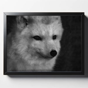 Arctic Fox Black and White Print | Arctic Fox Photo | Arctic Fox Décor | Arctic Fox Wall Art | Arctic Fox Fine Art Photograph