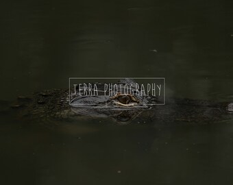 Small Gator Print | Alligator Decor | Gator Photography | Nature Photo | Wildlife Photo