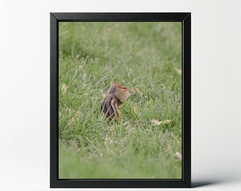May include: A small brown and white chipmunk is standing in tall green grass, looking up and to the right.