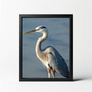 CUSTOM ORDER Vertical 8x10 Crop of Great Blue Heron At Sea Print