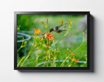 Hummingbird and Orange Flower Photo Print | Nature Wall Art