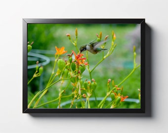 Hummingbird at Orange Flowers Print | Hummingbird at Orange Flowers Photo | Hummingbird Wall Art | Hummingbird Wall Decor | Nature Print