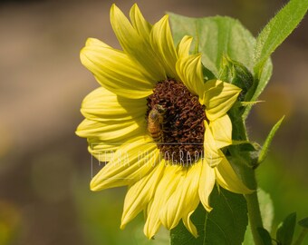 Bee On Sunflower Print | Bee Home Decor | Bee Photo | Sunflower Photo