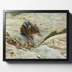 Chipmunk on Rock Print | Chipmunk on Rock Photo | Chipmunk Wall Art | Chipmunk Wall Decor | Chipmunk Photo Print | Animal Print