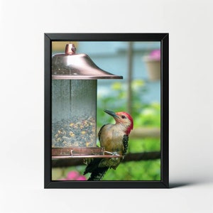 Red Bellied Woodpecker Print | Red Bellied Woodpecker Photo | Woodpecker Wall Art | Woodpecker Wall Decor