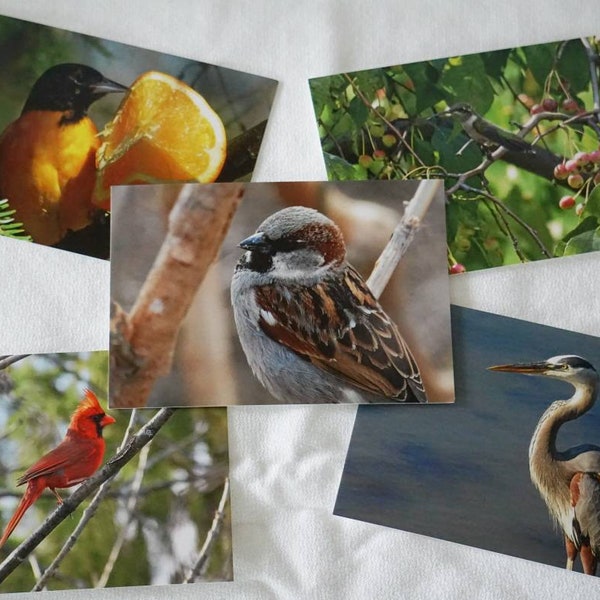 Bird Postcards Set of 10 Variety Pack | Snail mail | Pen pals | Stationery