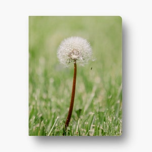 May include: A single white dandelion with a long brown stem stands tall in a field of green grass.
