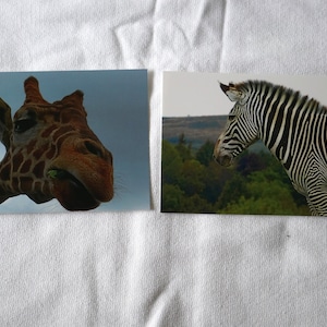 Giraffe and Zebra Postcards Set of 10 Variety Pack | Snail mail | Pen pals | Stationery