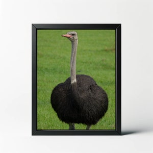 Ostrich Print | Ostrich Wall Art | Bird Decor | Bird Wall Art