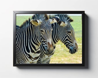 Zebra Print | Zebra Photo | Zebra Wall Art | Zebra Wall Decor | Zebra Home Decor | Zebra Nursery Print