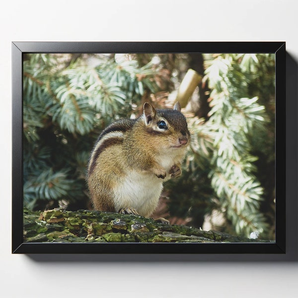 Large Chipmunk Print | Large Chipmunk Photo | Chipmunk Wall Decor | Chipmunk Wall Art | Chipmunk Macro | Animal Print | Nature Photo