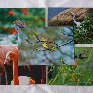 Lot de 10 cartes postales Oiseaux, série 2 | courrier postal | Correspondants | Papeterie