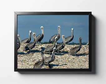 Pelicans Photo Print | Coastal Bird Wall Art