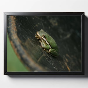 Amerikaanse groene boomkikker met kruiwagenprint | Amerikaanse boomkikker foto | Muurdecoratie boomkikker | Kikkerprint | Natuurfotografie