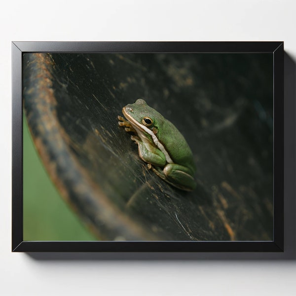 American Green Tree Frog in Wheelbarrow Print | American Tree Frog Photo | Tree Frog Wall Decor | Frog Print | Wildlife Photography