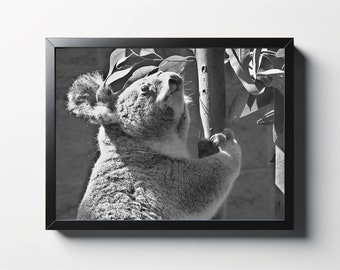 Koala Photo Print | Black and White Nature Wall Art