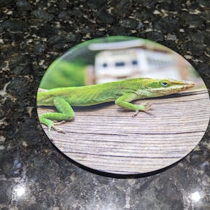 Green Anole Melamine Plate 8 inch