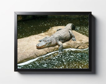 Alligator on Rock Print | Alligator on Rock Photo | Alligator Wall Art | Alligator Wall Decor | Nature Print | Nature Photo