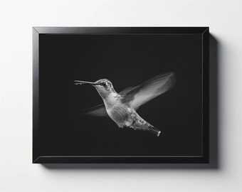 Black and White Hummingbird Photo | Fine Art Print
