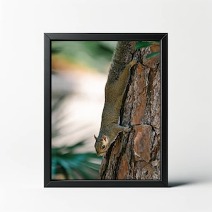 Squirrel Hanging Out Print | Squirrel Hanging Out Photo | Squirrel Wall Art | Squirrel Wall Decor | Wildlife Print | Animal Print