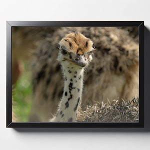 Baby Ostrich Print | Baby Ostrich Wall Art | Bird Decor | Bird Wall Art | Nursery Decor