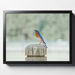 Bluebird on Fencepost Print | Bird Decor | Nursery Decor