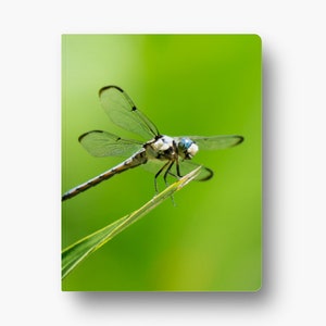 May include: A dragonfly with clear wings and a blue and white body is perched on a green leaf against a green background.