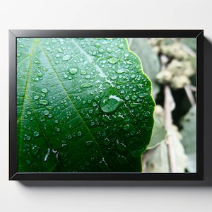 Leaf With Water Droplets Print | Leaf With Water Droplets Photo | Leaf Wall Art | Leaf Wall Decor | Green Decor | Plant Wall Art