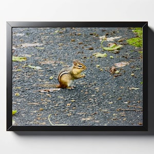 Hungry Chipmunk Print | Hungry Chipmunk Photo | Chipmunk Wall Art | Chipmunk Decor | Chipmunk Print | Animal Print
