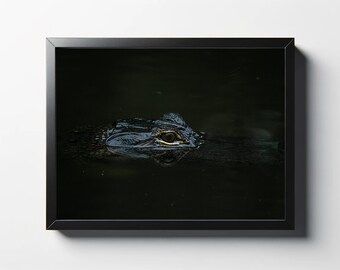 Alligator fotografie print | Close-up natuurfoto in het wild