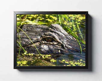 Gator fotografie print | Natuurfoto Lakeland Wildlife
