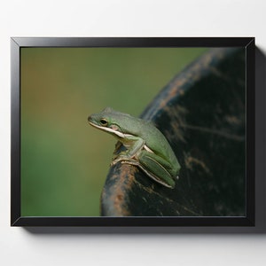 Amerikaanse groene boomkikker zijprofielafdruk | Amerikaanse boomkikker foto | Muurdecoratie boomkikker | Kikkerprint | Natuurfotografie