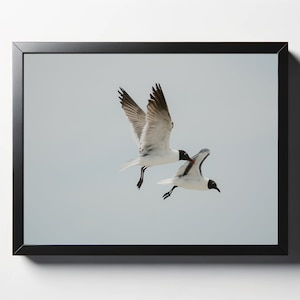 Black Headed Gulls In Flight Print | Black Headed Gulls In Flight Décor | Gull Photo | Bird Décor