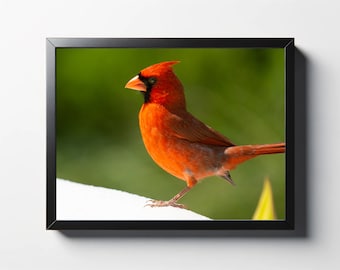 Kardinaal close-up fotoafdruk | Woondecoratie vogels
