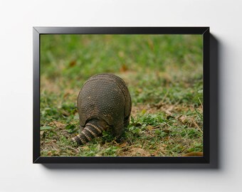 Armadillo Art Print | Lakeland Animal Wall Decor