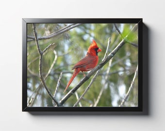 Kardinaal fotografie print | Muurkunst natuur