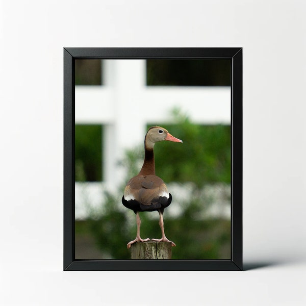 Duck Photography Etsy