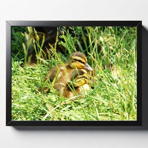 Baby Mallard Ducklings Print | Ducklings Photo | Ducklings Wall Art | Ducklings Wall Decor | Nursery Print | Nature Print