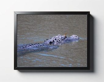 Alligator with Dragonfly Photo | Alligator Décor | Alligator Wall Décor | South Carolina Photography | Nature Photo | Wildlife Photo