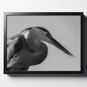 Black and White Heron Print | Black and White Heron Photo | Black and White Heron Wall Art | Black and White Heron Wall Decor