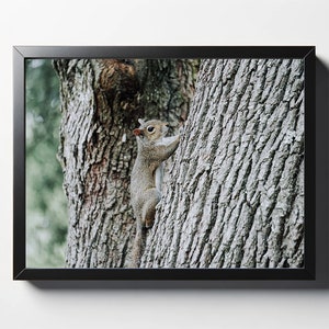 Squirrel on Tree Print | Squirrel Photo | Squirrel Wall Art | Squirrel Wall Decor | Wildlife Print | Animal Print