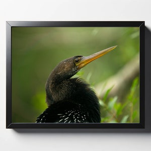 Op de afbeelding: Een close-up van een zwarte anhinga-vogel met een lange, gele snavel. De vogel zit op een tak met groen gebladerte op de achtergrond.