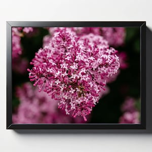 Pretty Pink Blooms Floral Print | Pretty Pink Blooms Floral Photo | Flower Print | Flower Photo | Pink Flower Print | Gift for Her