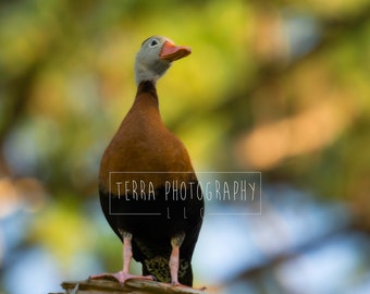 Black Bellied Whistling Duck Print | Duck Decor | Duck Photography | Nature Print